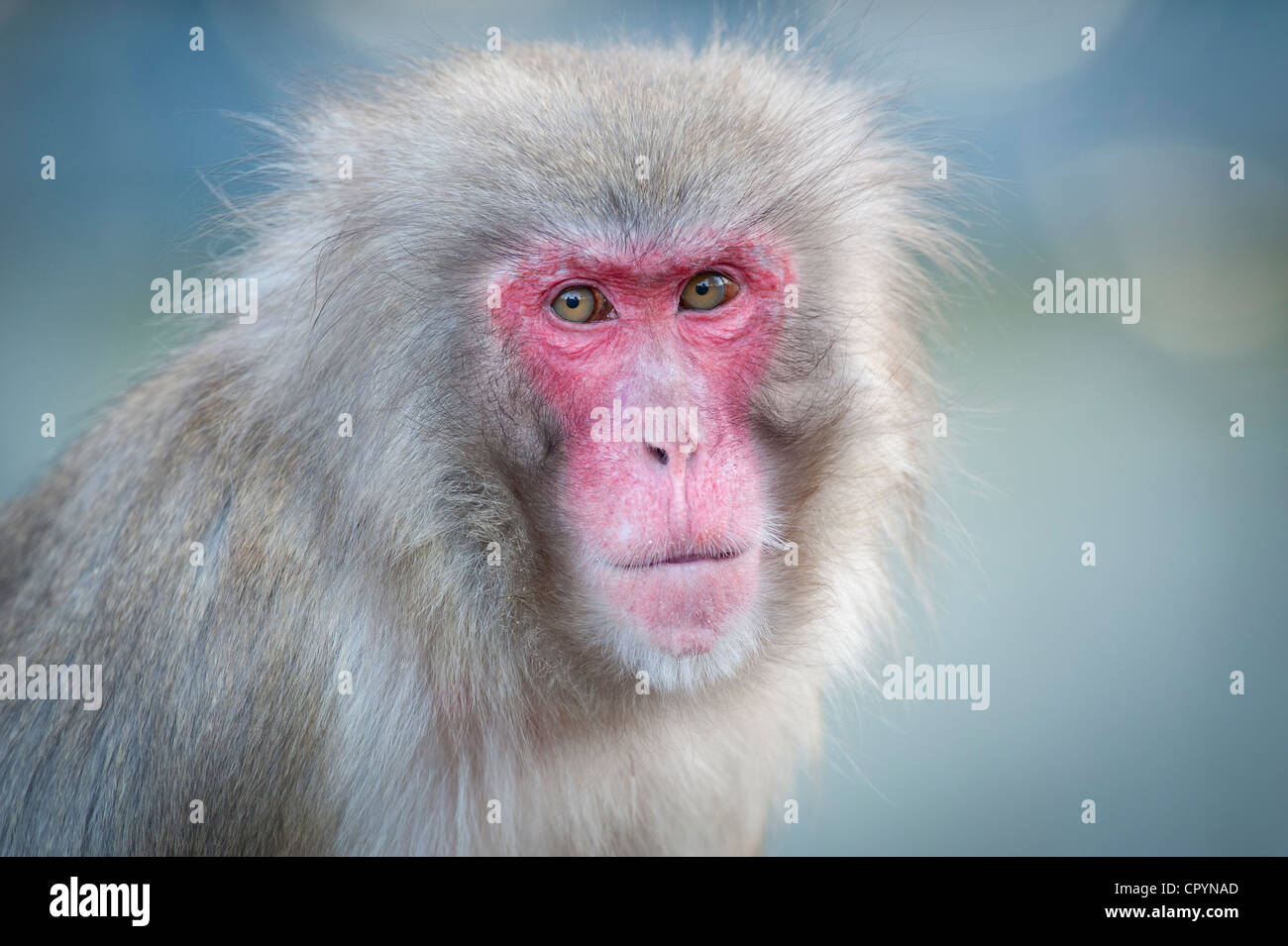 Rosso-di fronte macaco (Macaca fuscata), ritratto, zoologico Wilhelma giardino botanico, Stoccarda, Germania, Europa Foto Stock