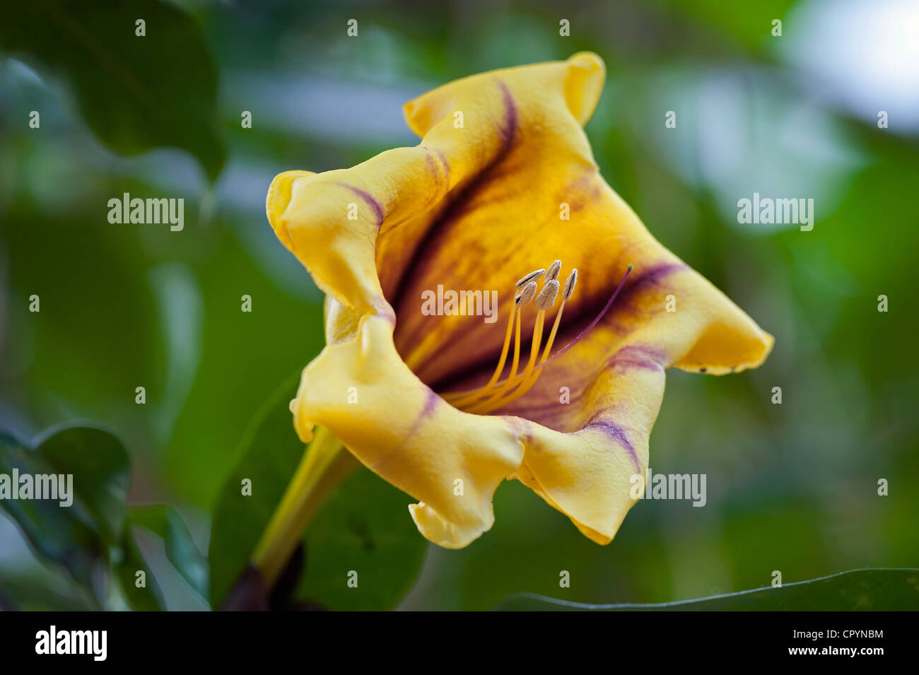 Fiore, tazza di vite in oro o dorata vitigno calice (Solandra maxima), Wilhelma, Stoccarda, Germania, Europa Foto Stock