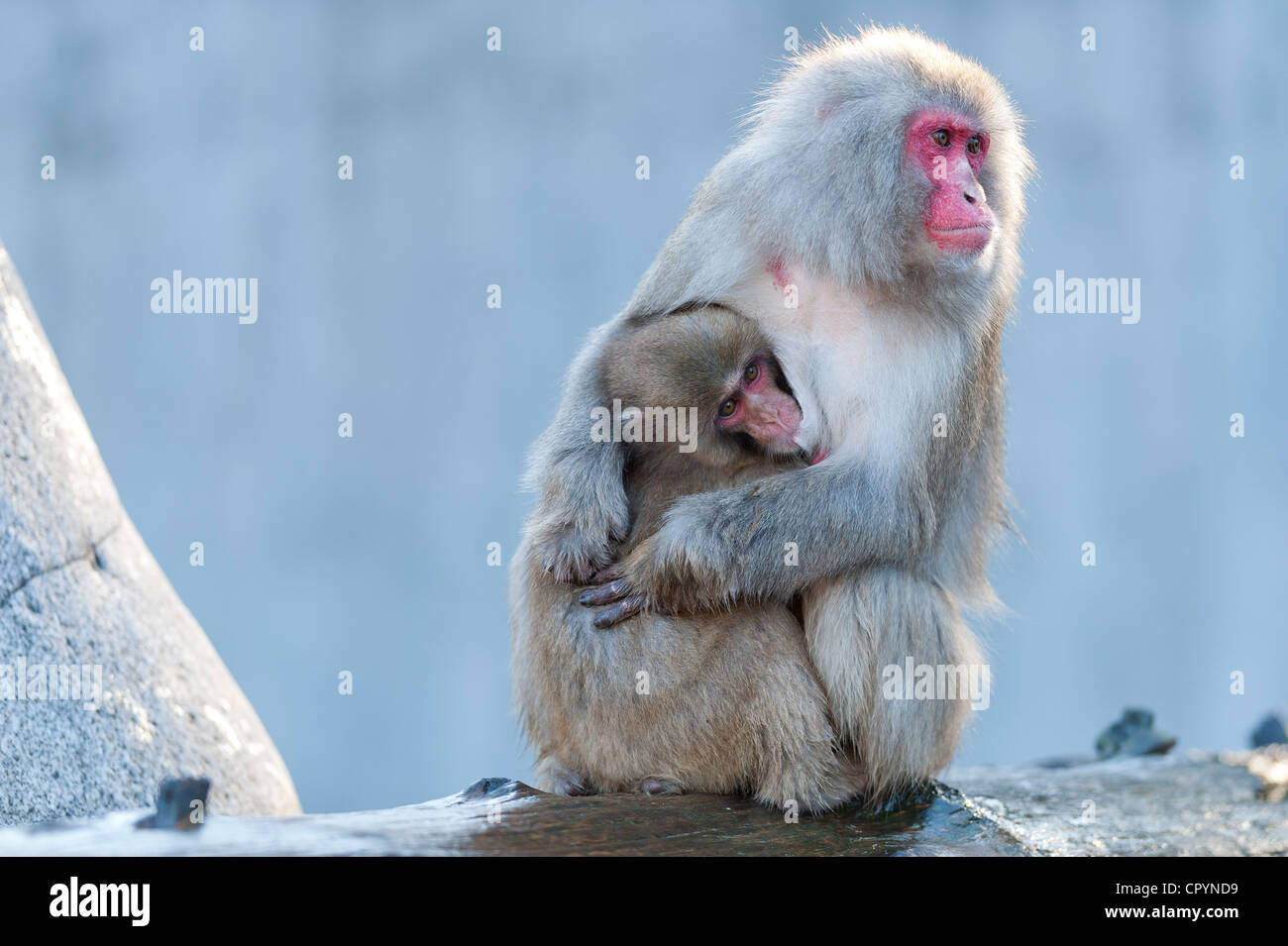 Rosso-di fronte macaco (Macaca fuscata) con giovani, Wilhelma, Stoccarda, Germania, Europa Foto Stock