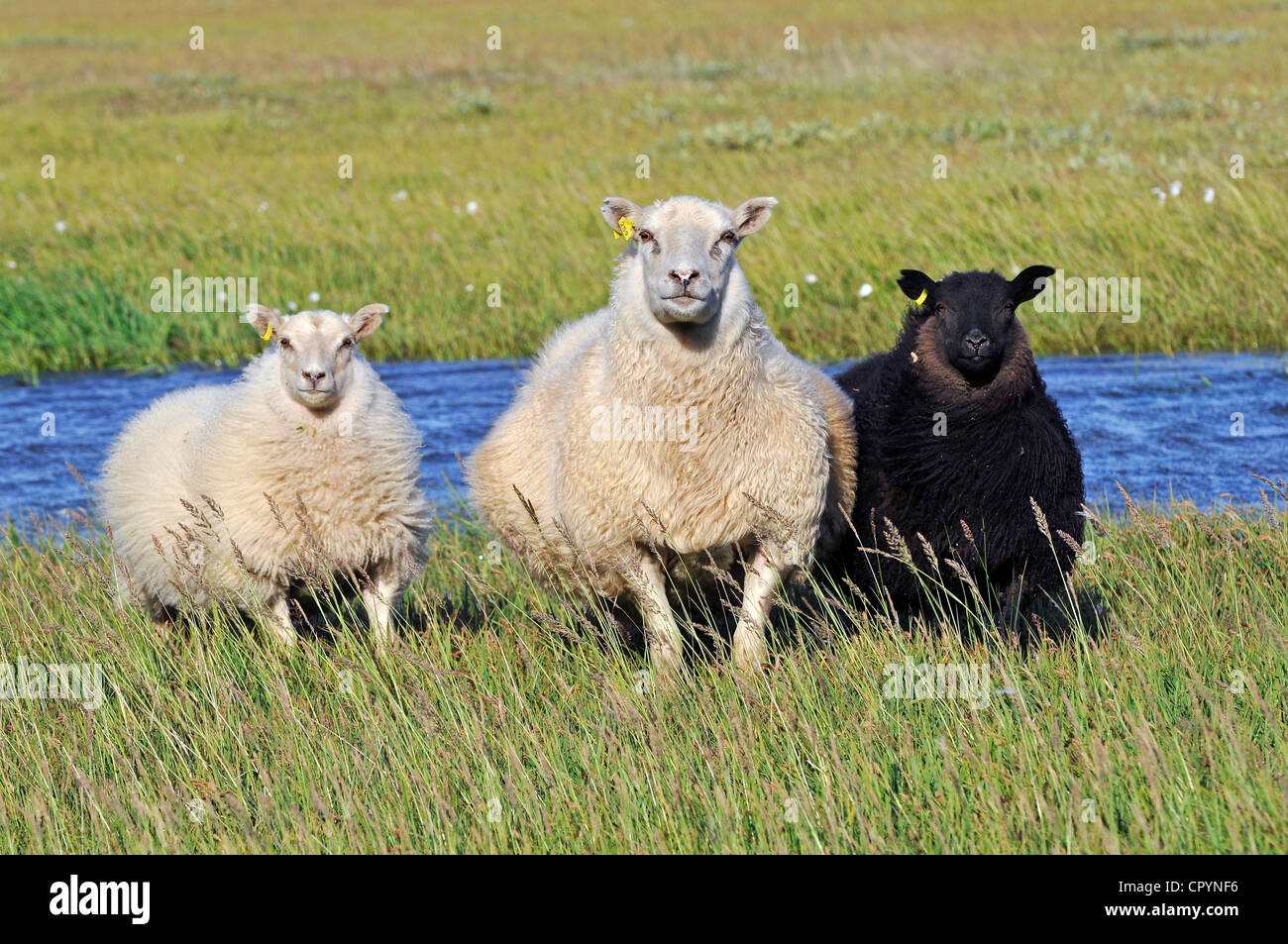 Pecore, Snaefell Penisola Snaefellsnes o, Islanda, Europa Foto Stock