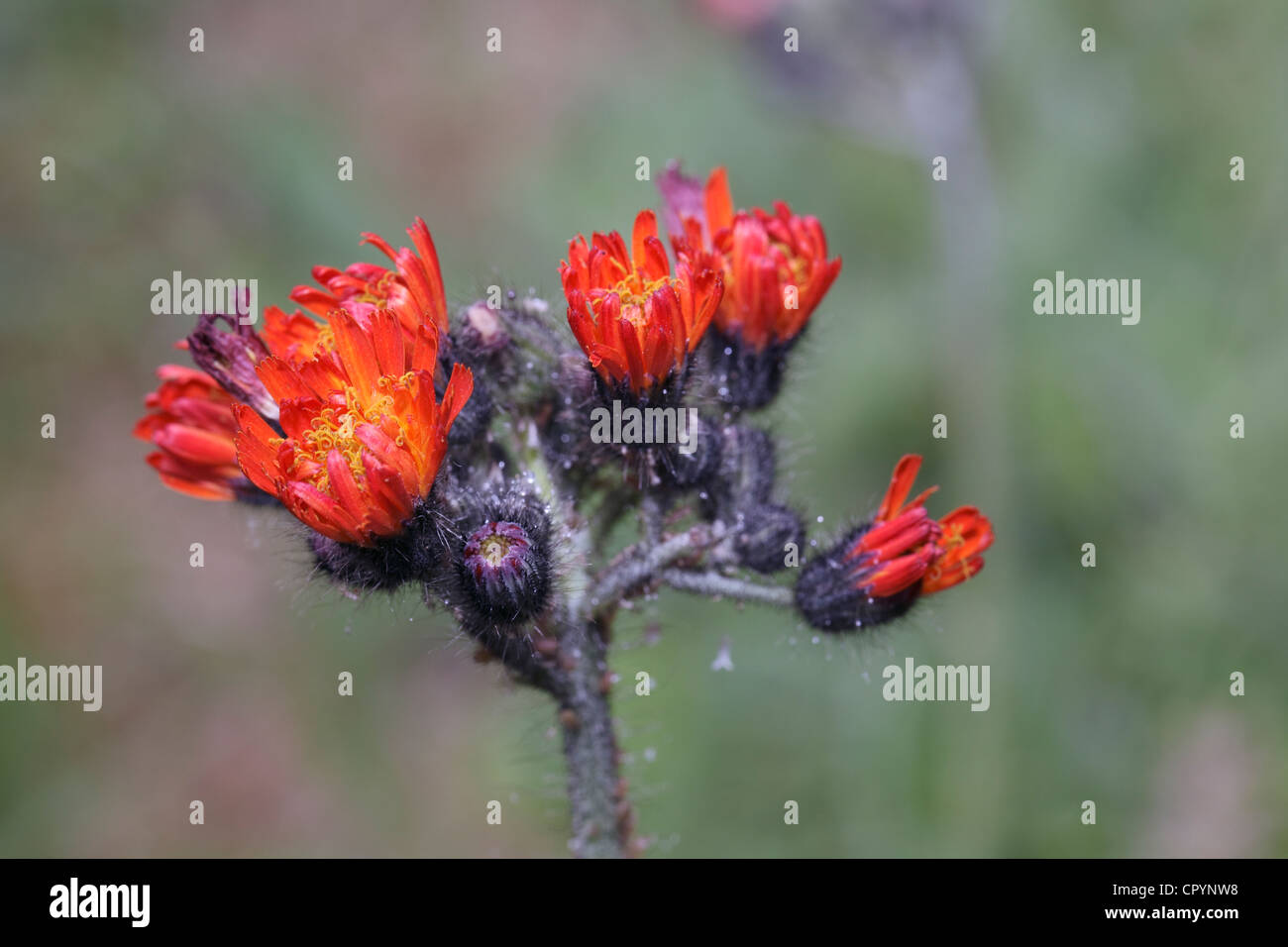 Hawkweed arancione, Bruno (hawkweed Hieracium aurantiacum), Blossom, infiorescenza, Gummersbach, Oberbergischer Kreis district Foto Stock