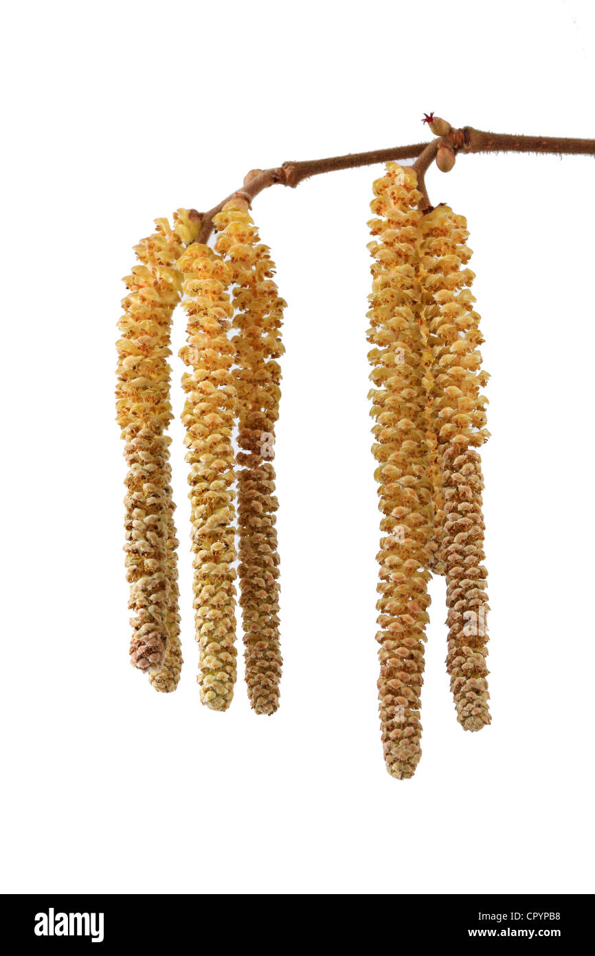 Amenti di nocciolo (Corylus), infiorescenza maschile e piccolo rosso fiori femminili Foto Stock