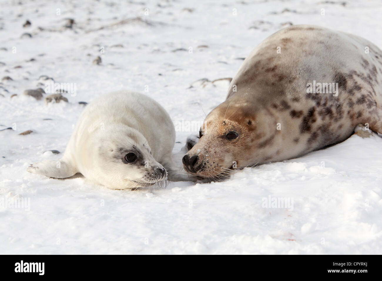 Guarnizione grigio (Halichoerus grypus) con un cub, Dune Helgoland, SCHLESWIG-HOLSTEIN, Germania, Europa Foto Stock