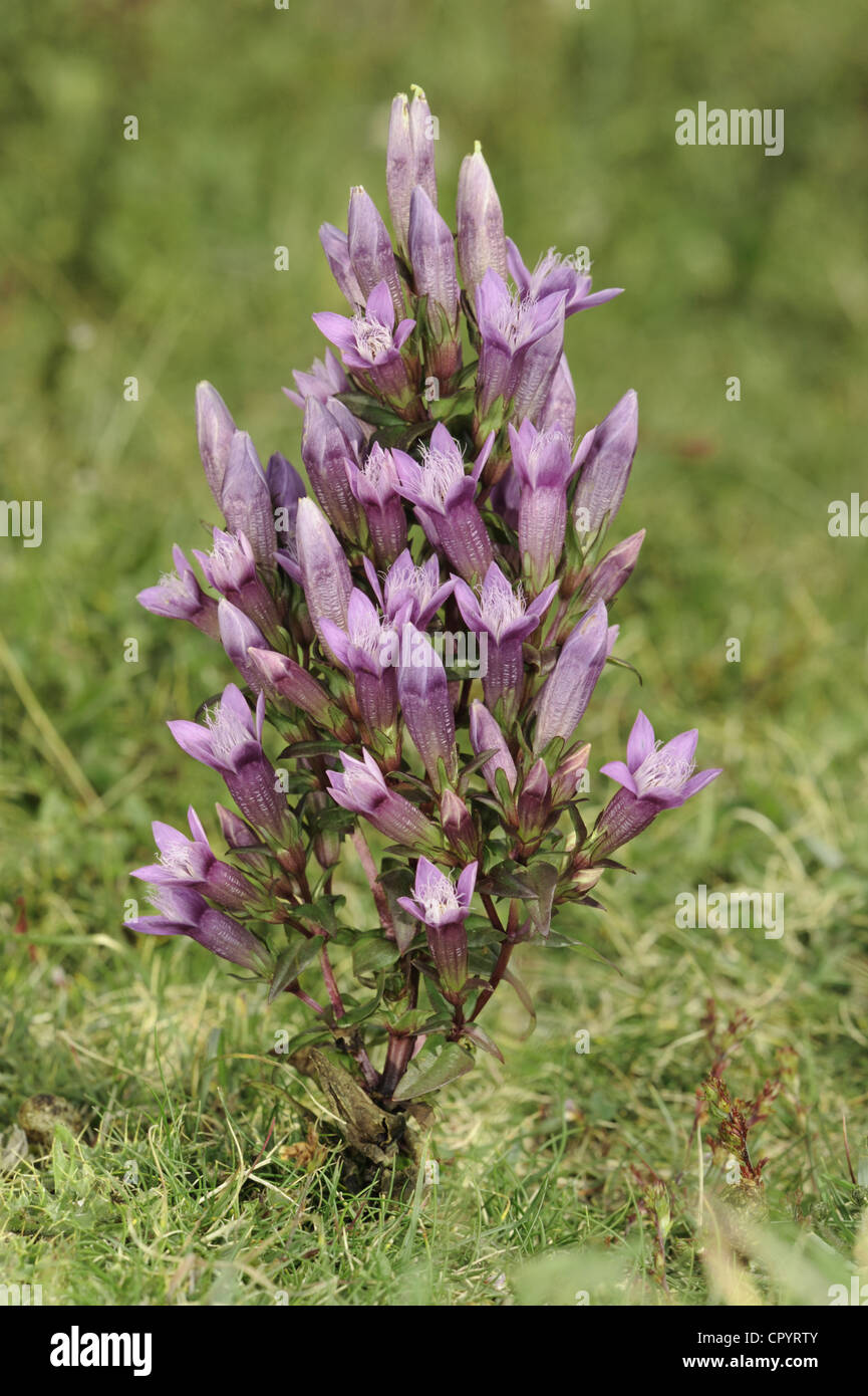 Chiltern Genziana Gentianella germanica Foto Stock
