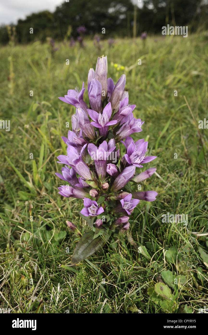 Chiltern Genziana Gentianella germanica Foto Stock