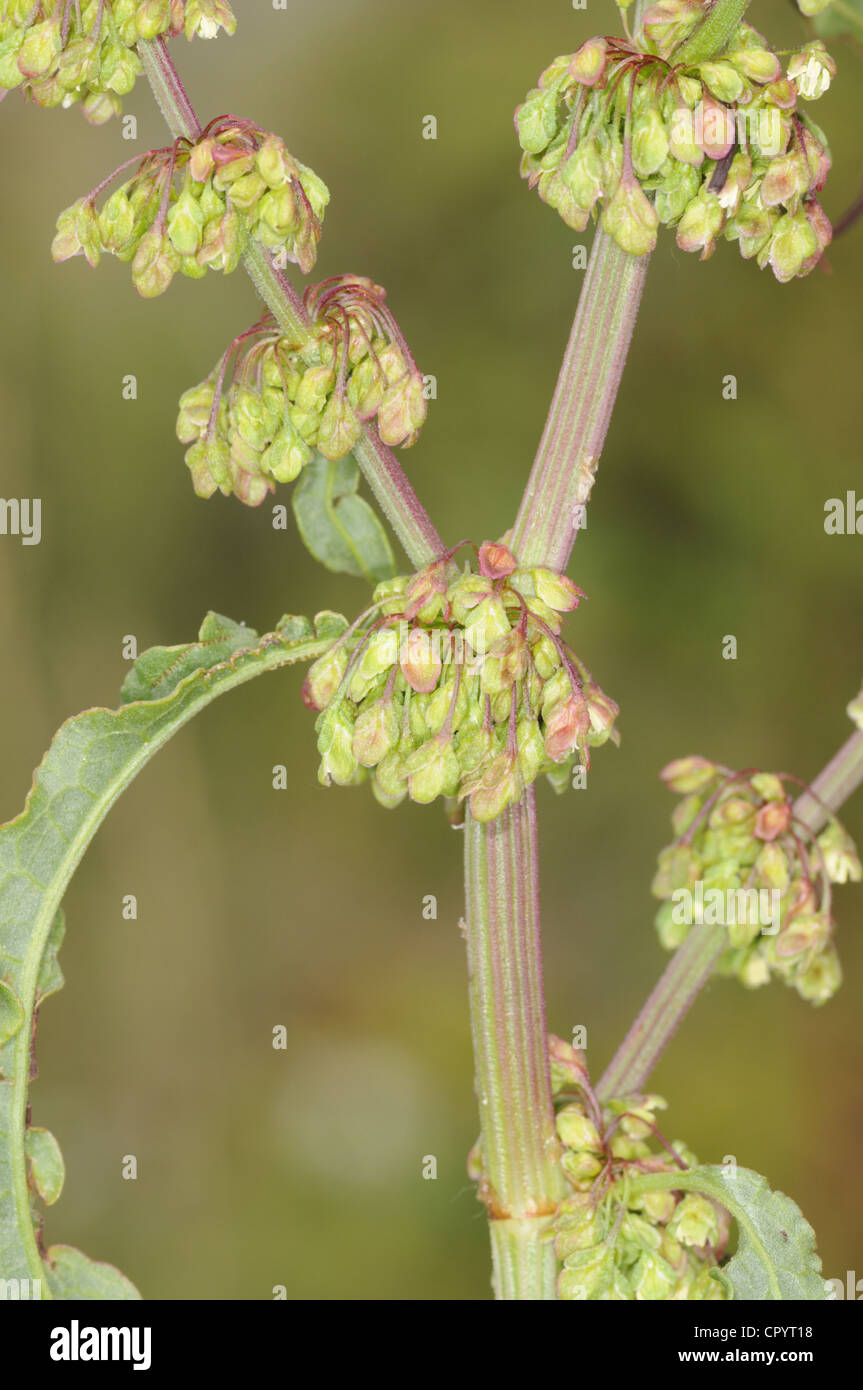 Dock cluster Rumex conglomeratus Foto Stock