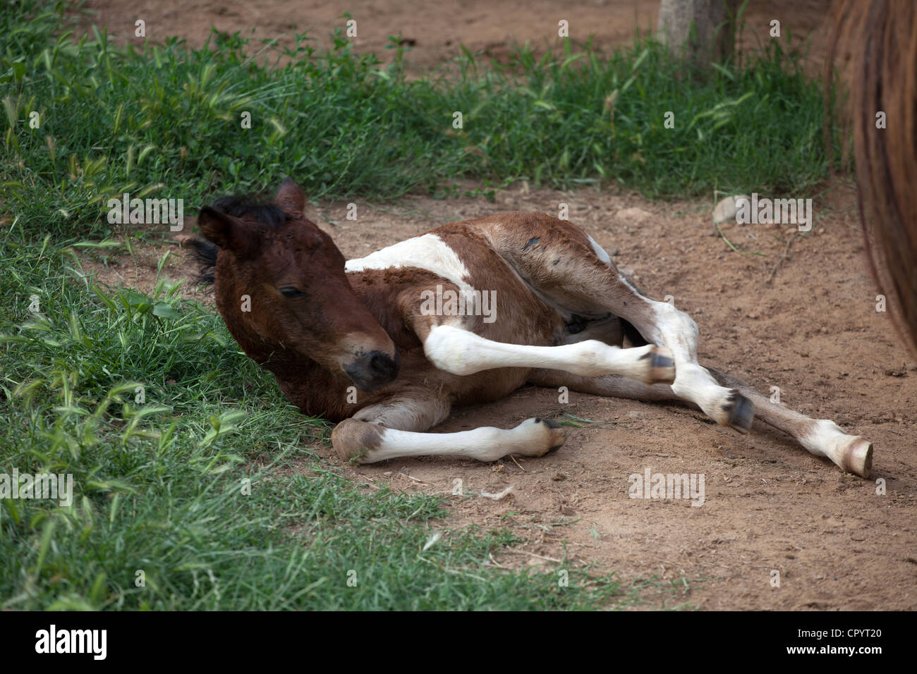 Cavallo,poco,natura,marrone,bianco,rilassante Foto Stock