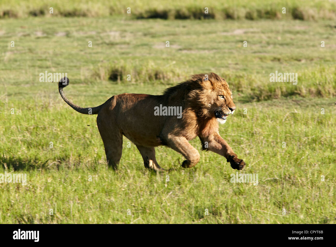 Lion (Panthera leo), esecuzione del cratere di Ngorongoro, Ngorongoro Conservation Area, Tanzania Africa Foto Stock