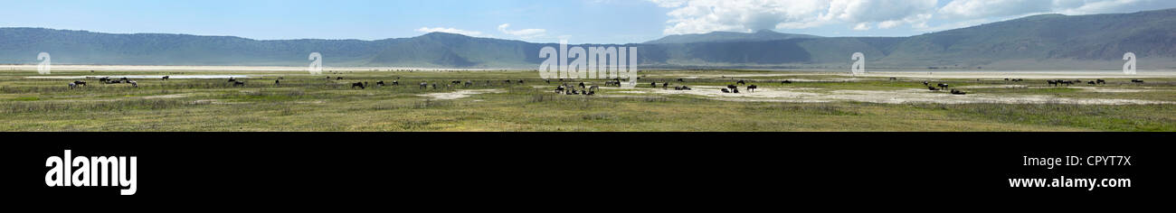 Panorama, il cratere di Ngorongoro, Ngorongoro Conservation Area, Tanzania Africa Foto Stock