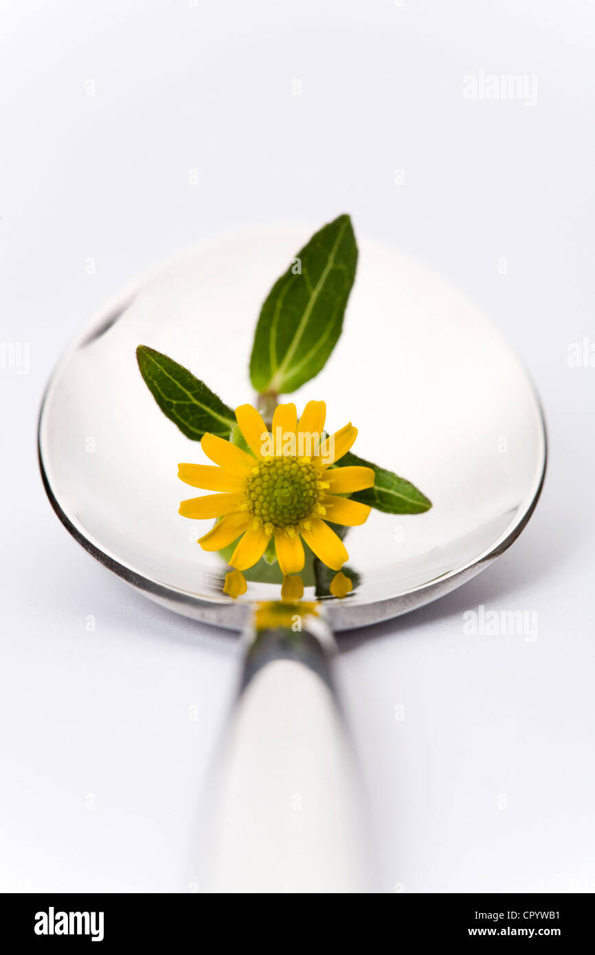 Cucchiaio con un fiore giallo Foto Stock