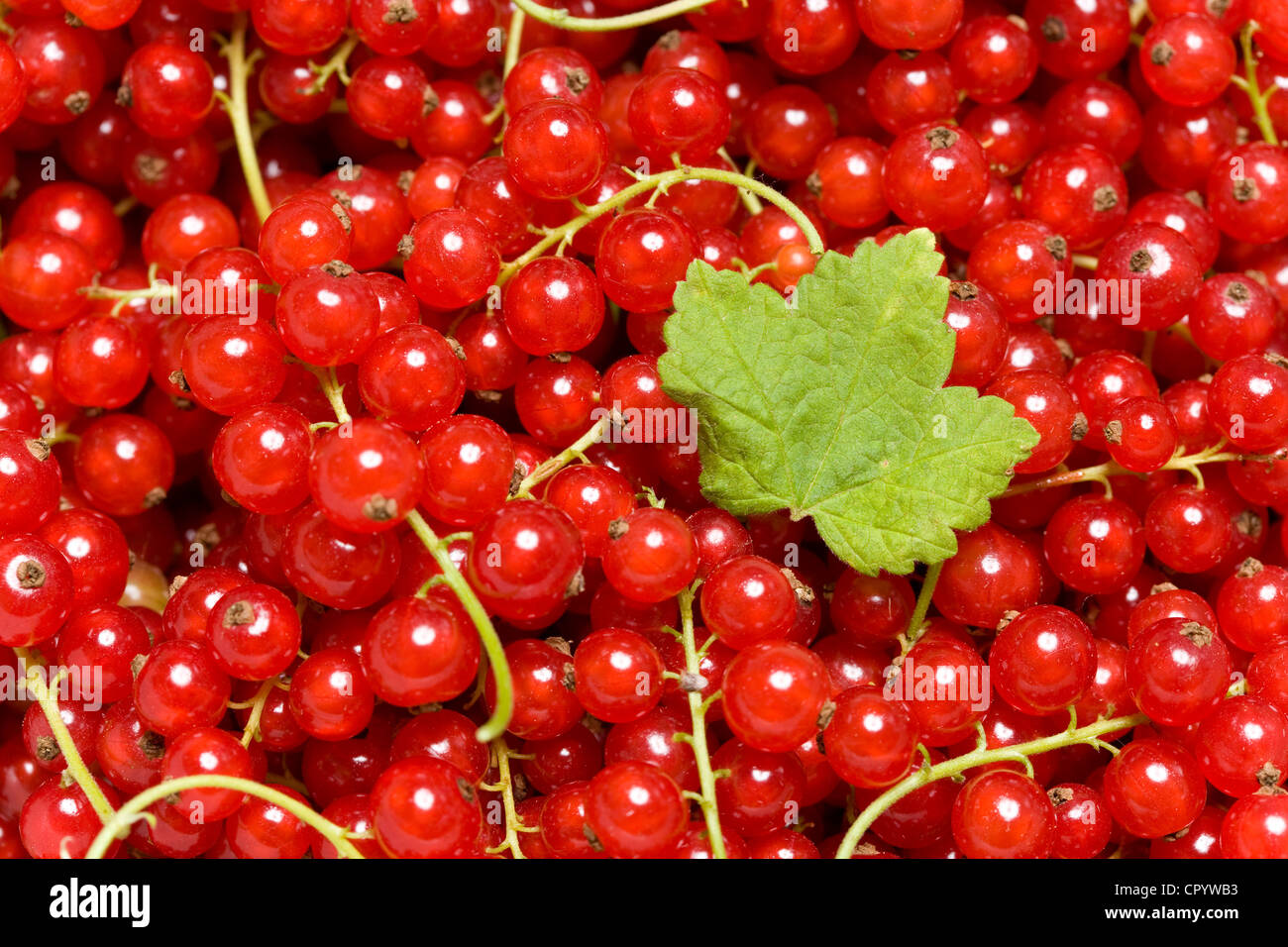 Ribes rosso (ribes rubrum) con una foglia Foto Stock