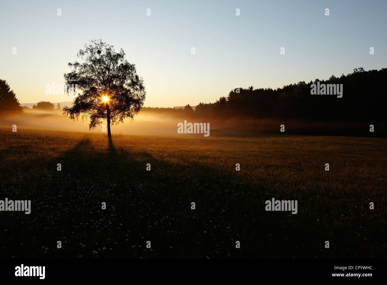 Atmosfera mattutina con sunrise dietro ad un albero in piedi nella nebbia Foto Stock