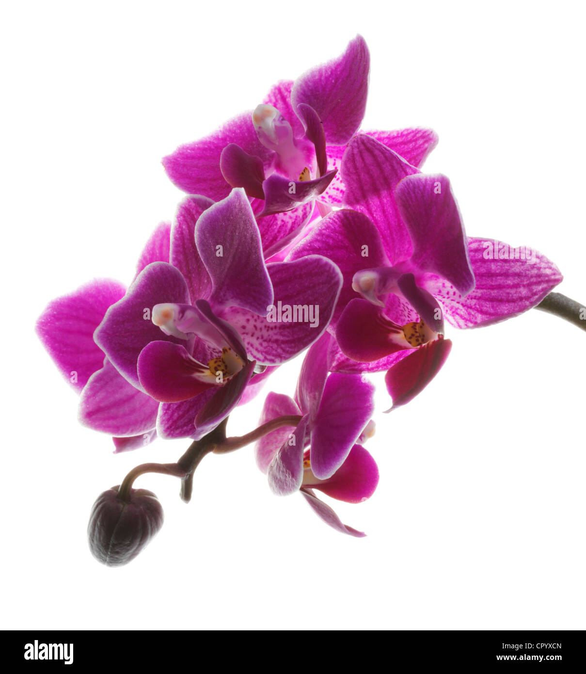 Orchidee (Phalaenopsis) Foto Stock