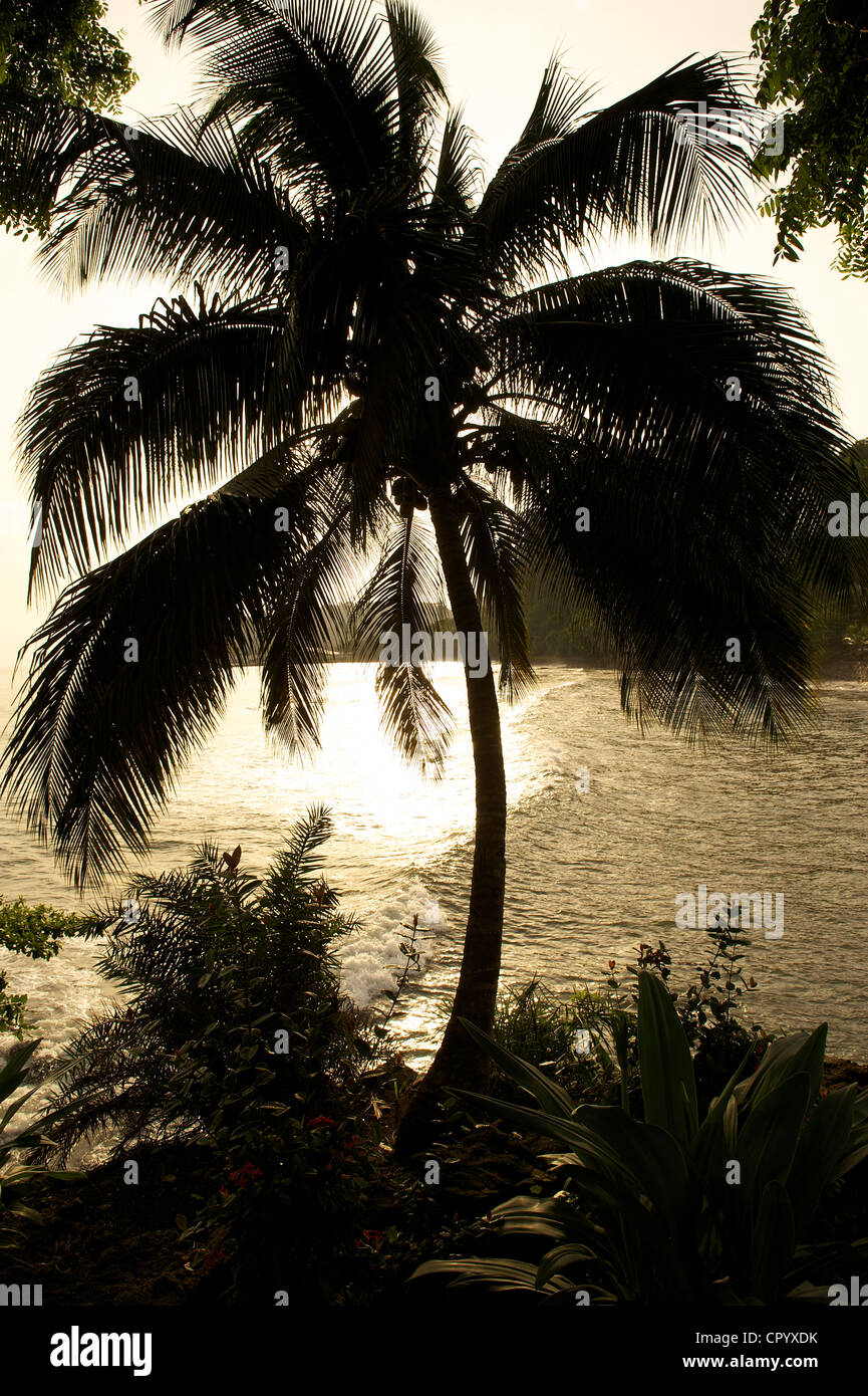 Palm contro la luce, Ambas Bay, Limbe, Camerun, Africa Foto Stock