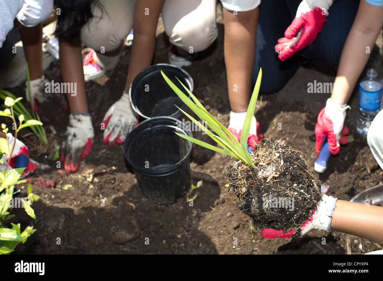 Sesta livellatrici impianto di ortaggi e fiori in un giardino per la scuola dei bambini di una scuola pubblica in Newark NJ Foto Stock