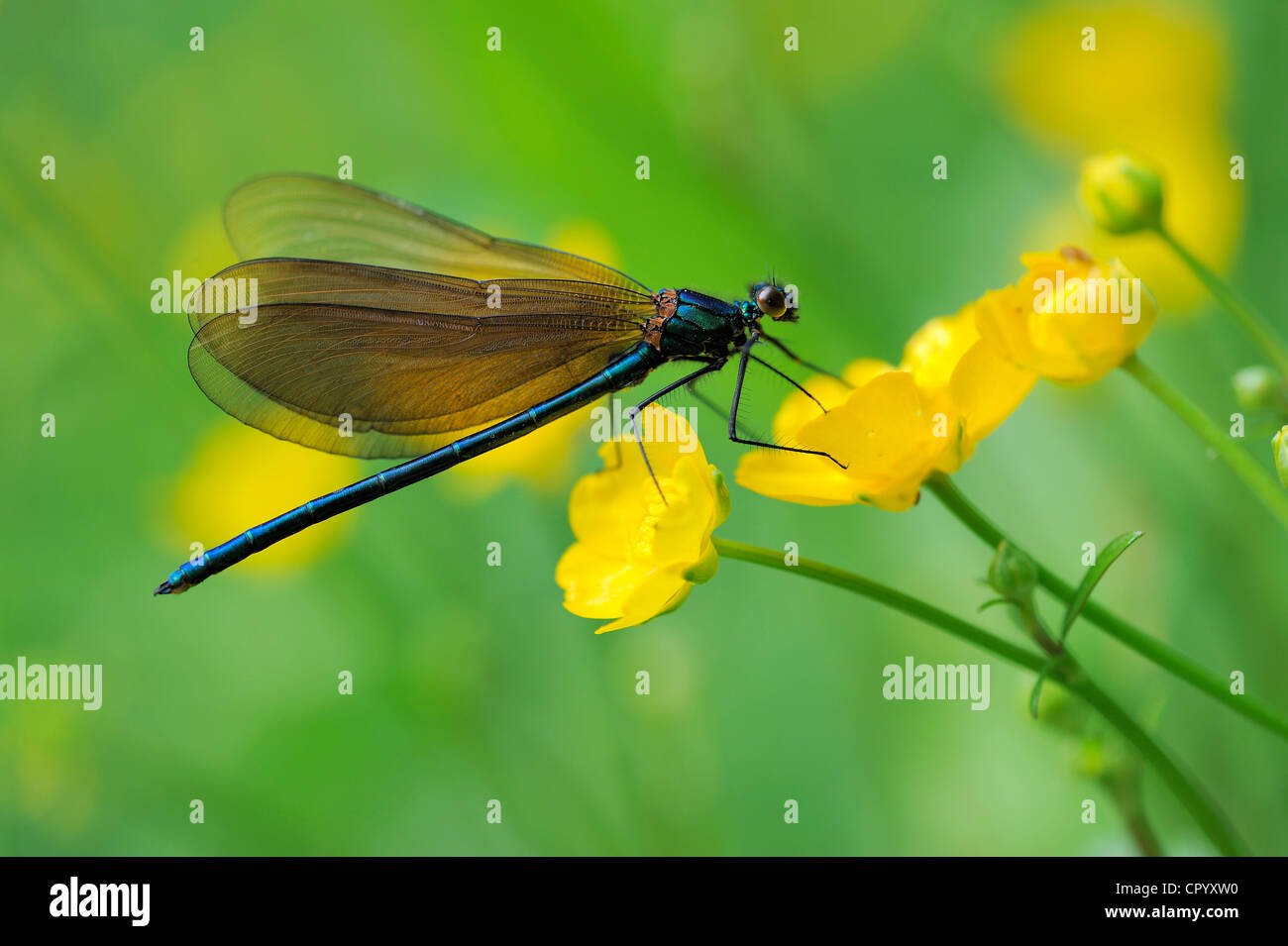 Ampio damselfly alato (Calopterygidae) su twinflowered marsh marigold Caltha () Foto Stock