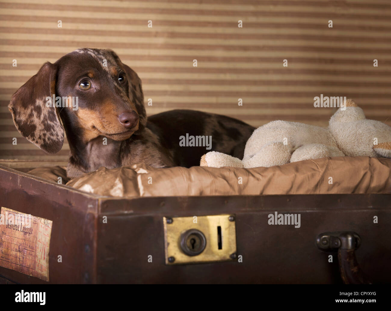 Pezzati a pelo corto bassotto cucciolo seduto in una valigia con un piccolo orsacchiotto Foto Stock