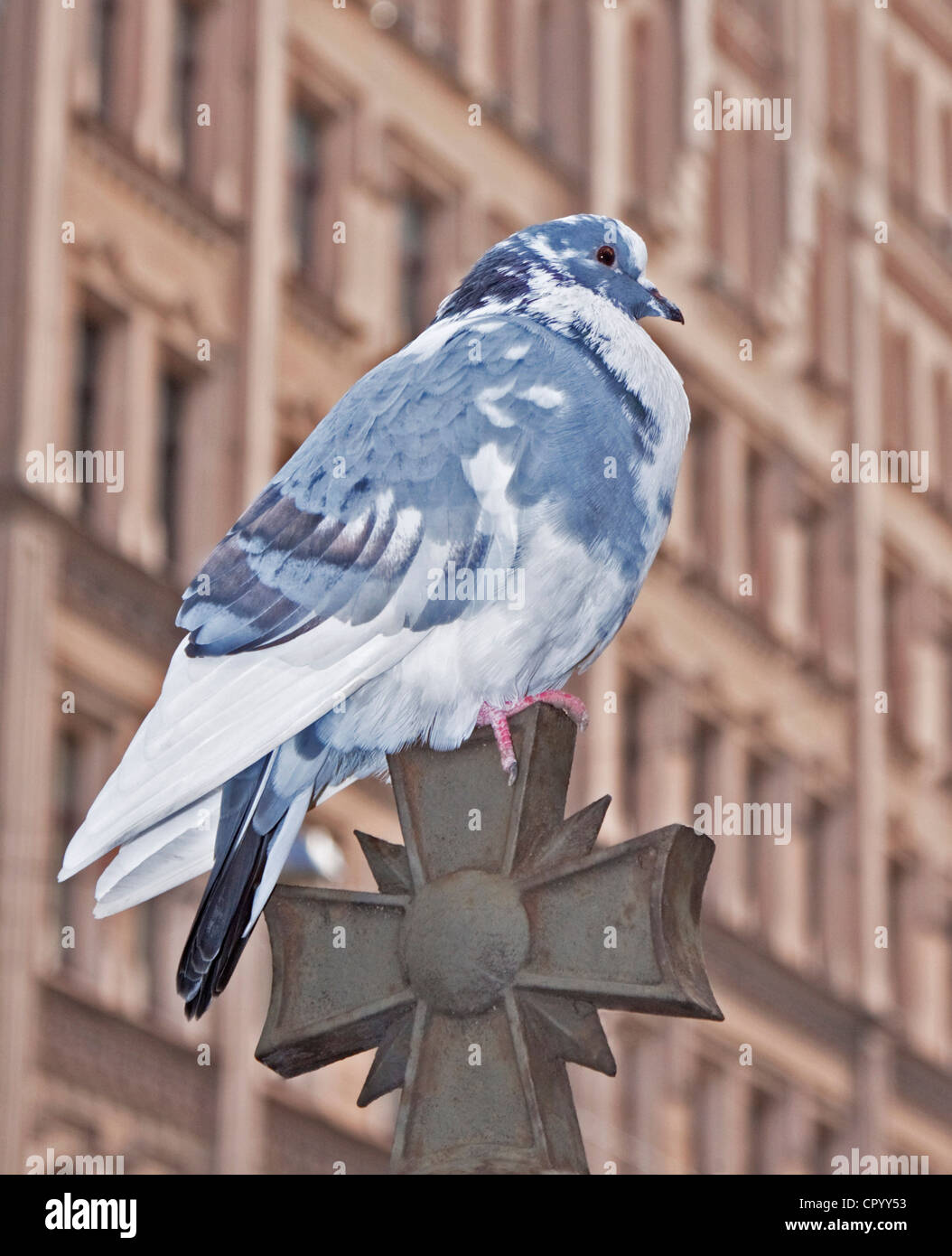 Feral pigeon arroccato su una chiesa russo-ortodossa cross, Riga, Lettonia, Europa Foto Stock