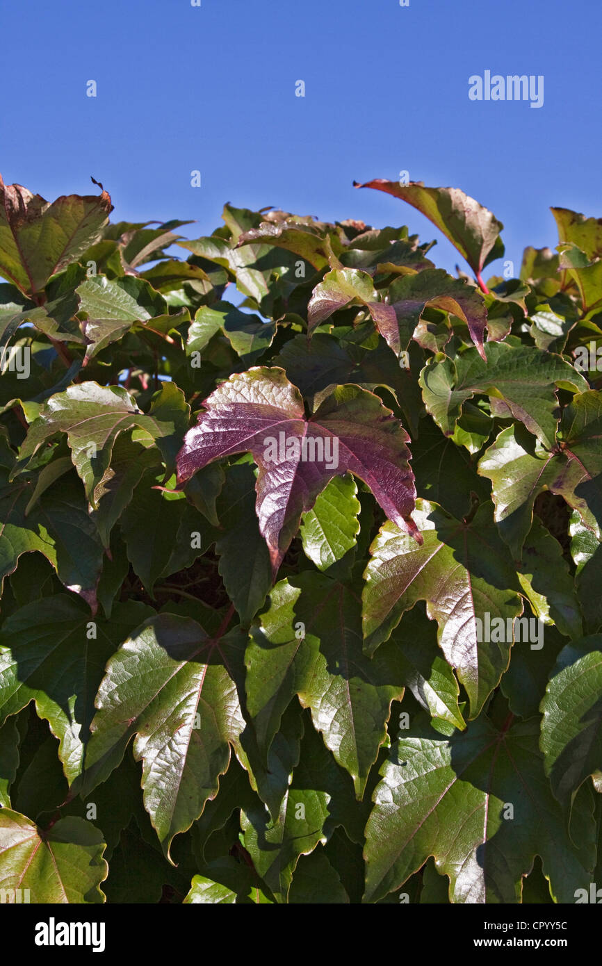 Trilobed giapponese di superriduttore o Boston Ivy (Parthenocissus tricuspidata) in autunno Foto Stock