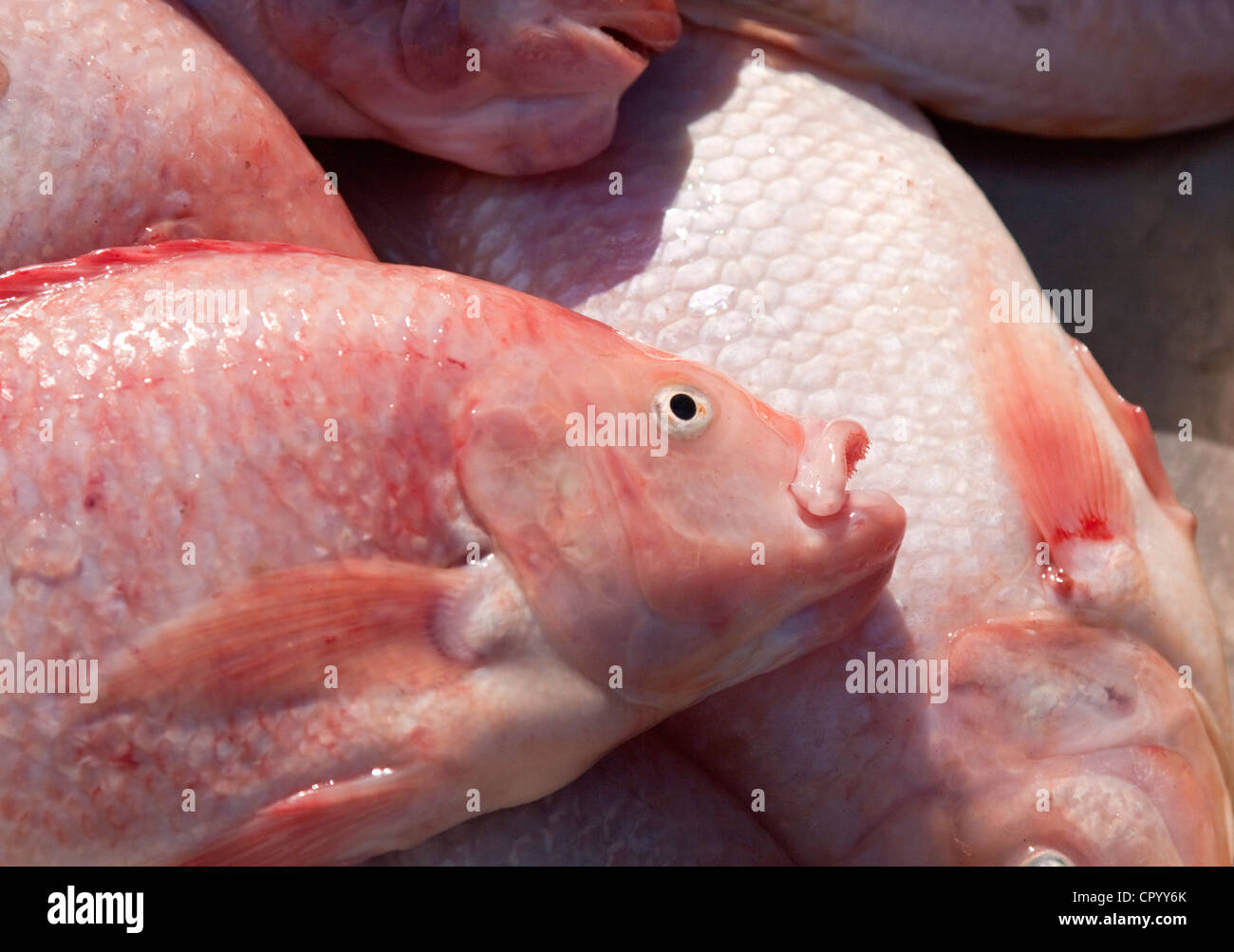Appena catturati Lutianido (Lutjanus campechanus) su un mercato del pesce, Thailandia, Sud-est asiatico, in Asia Foto Stock