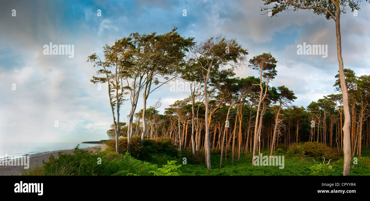 Foresta costiera sulla spiaggia occidentale del Darss, Nationalpark Vorpommersche Boddenlandscape parco nazionale Foto Stock