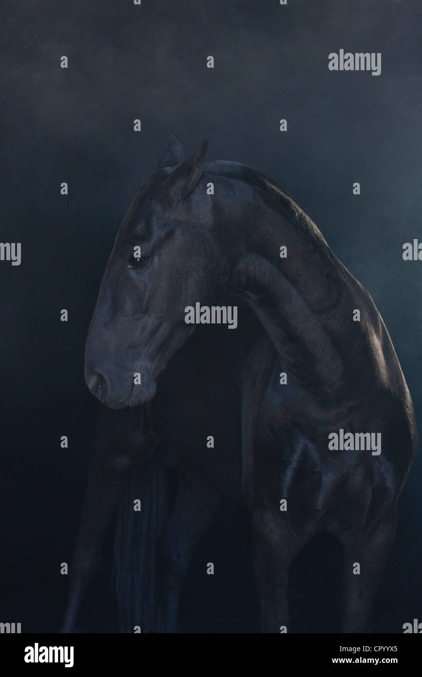 Cavallo nero nel paesaggio di nebbia Foto Stock