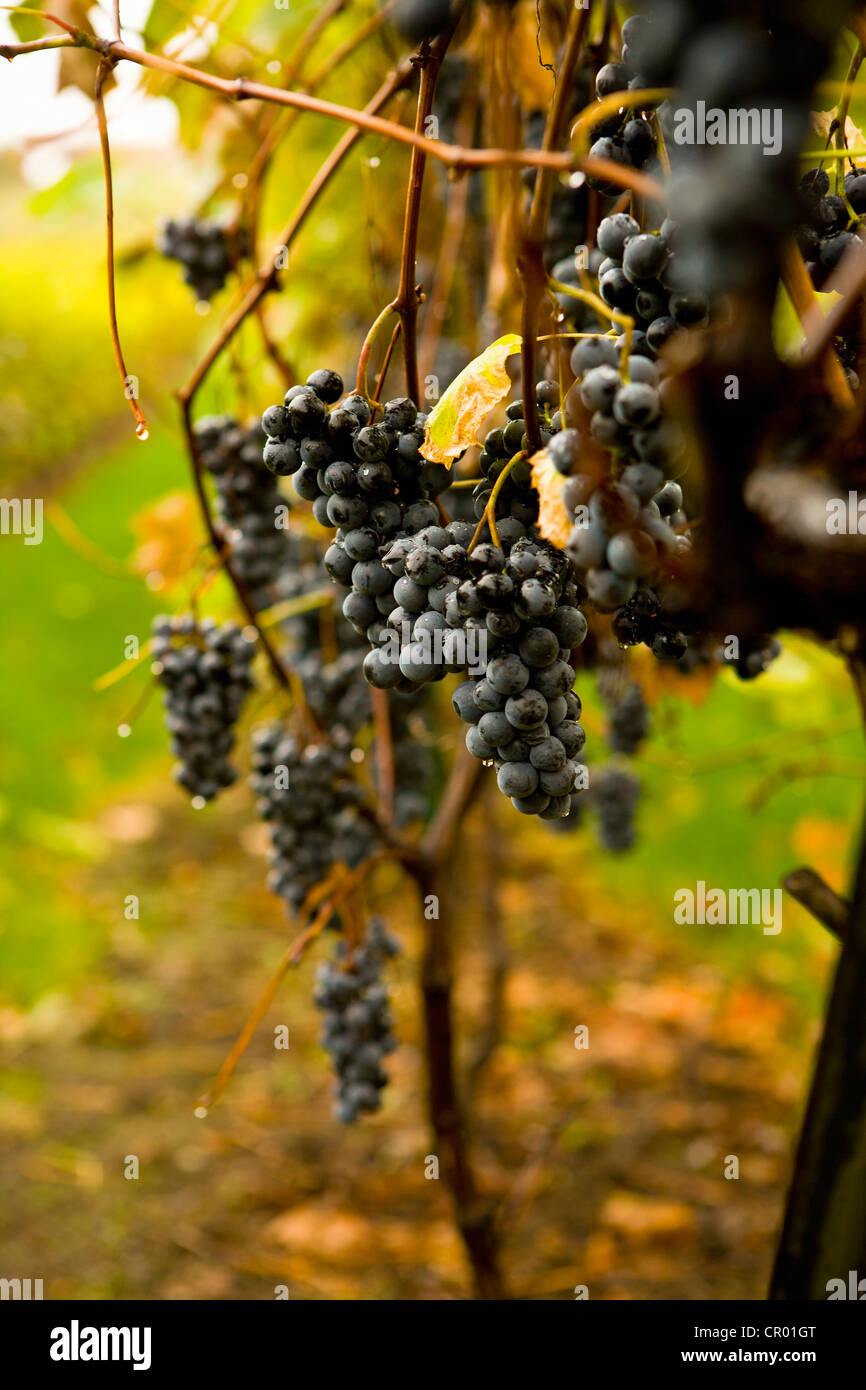 Close up della viticoltura in vigna Foto Stock