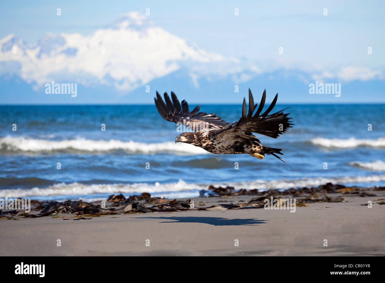 Giovane aquila calva sulla spiaggia al punto di ancoraggio sul Insenatura Cook con il vulcano Mount Iliamna in distanza, Alaska, STATI UNITI D'AMERICA Foto Stock