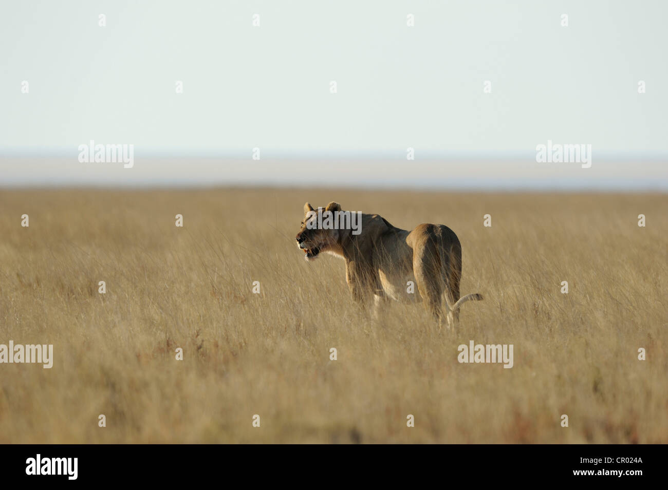 Lion femmina (panthera leo), Etosha, Namibia Foto Stock