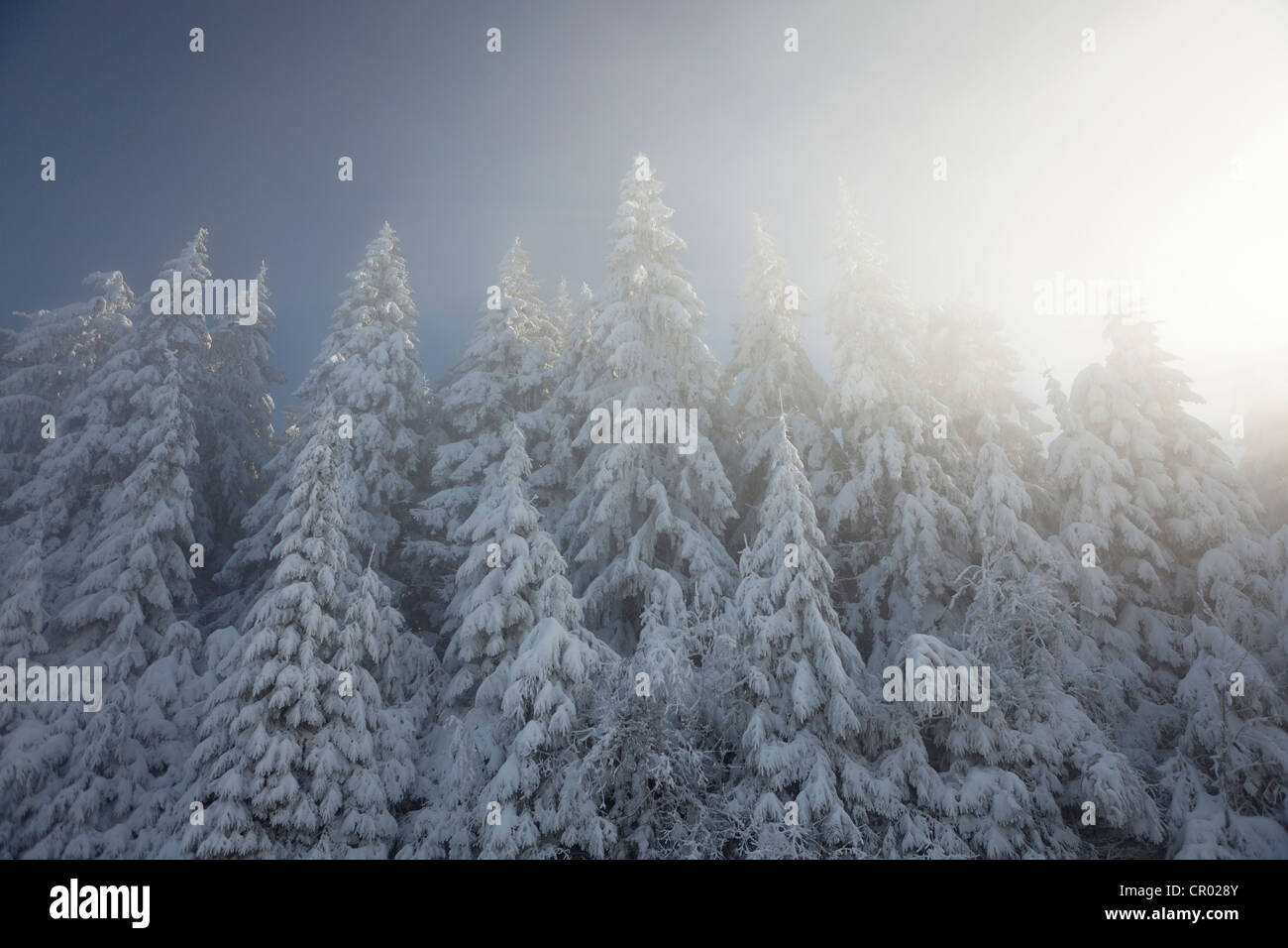 Coperte di neve alberi con Sun e la nebbia nella Foresta Nera settentrionale, Baden-Wuerttemberg, Germania, Europa Foto Stock