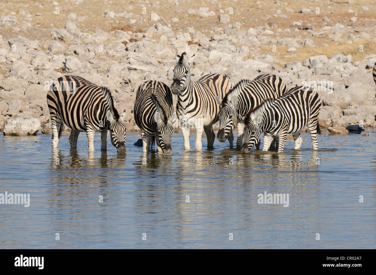 La burchell zebre (Equus burchelli), Etosha, Namibia Foto Stock