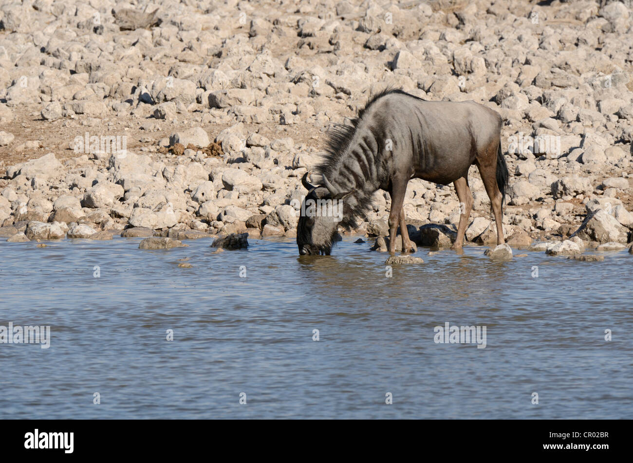 Blue GNU (connochaetes taurinus), Etosha, Namibia Foto Stock