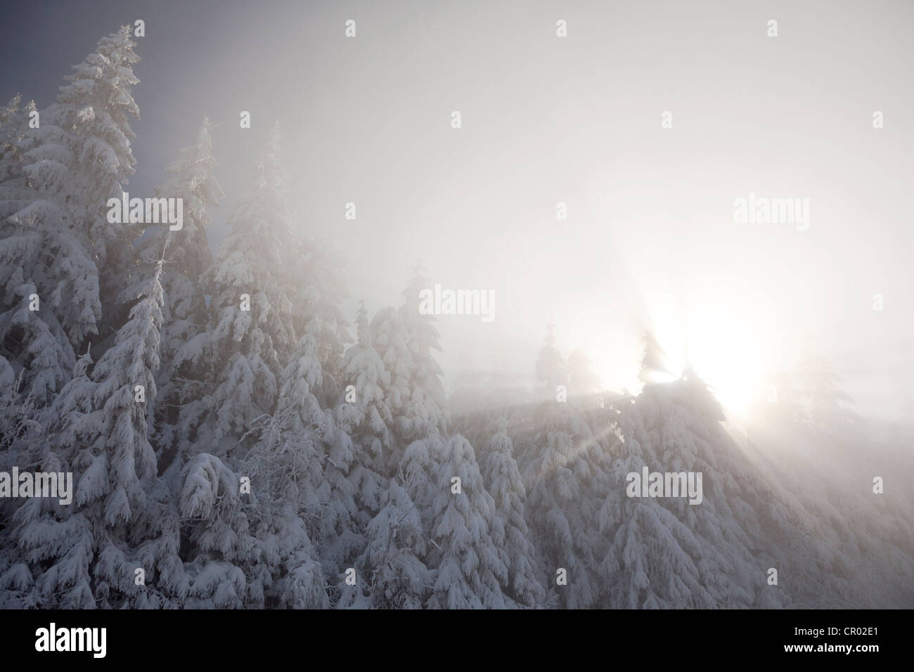 Coperte di neve alberi con Sun e la nebbia nella Foresta Nera settentrionale, Baden-Wuerttemberg, Germania, Europa Foto Stock