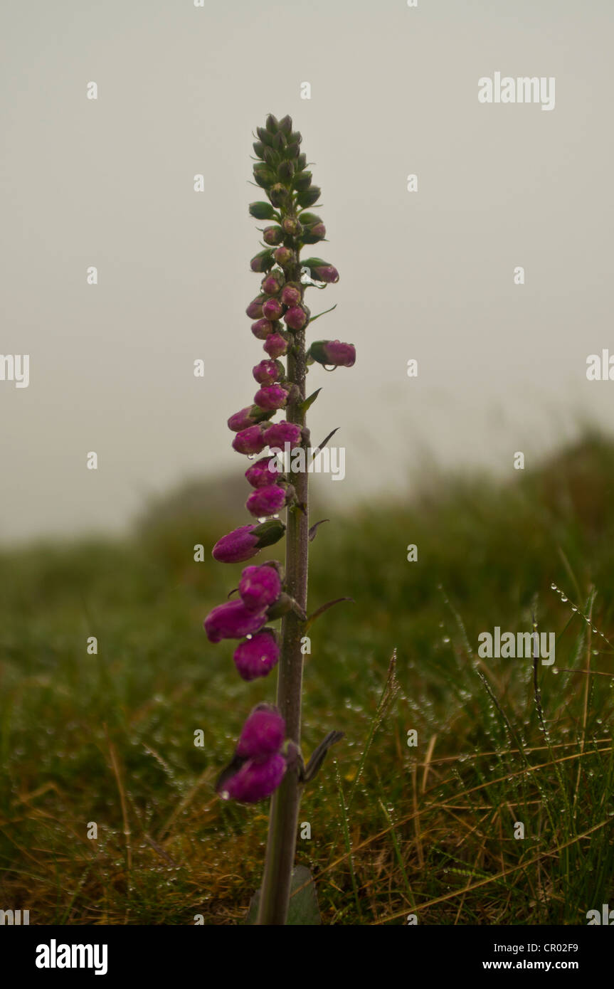 Foxglove sul versante Gallese Foto Stock