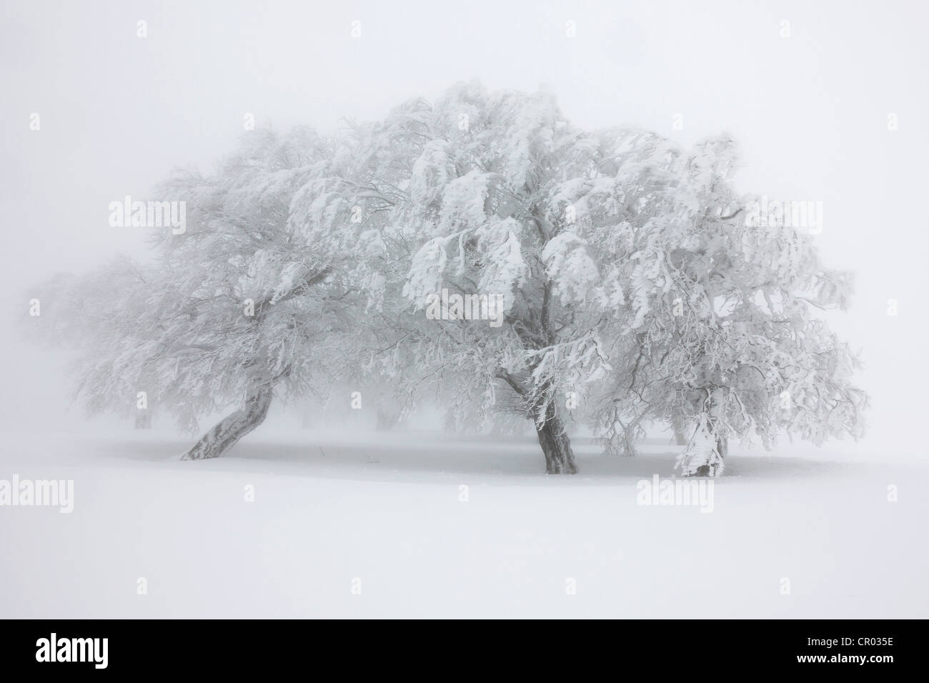 Wind-soffiato faggi sulla coperta di neve montagna Schauinsland nella Foresta Nera, Baden-Wuerttemberg, Germania, Europa Foto Stock