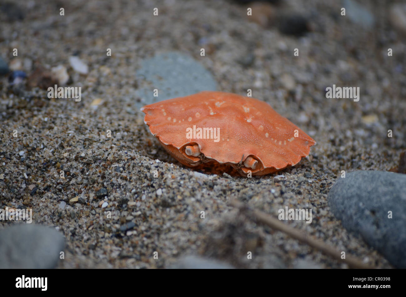 Un granchio arancione shell sulla sabbia Foto Stock