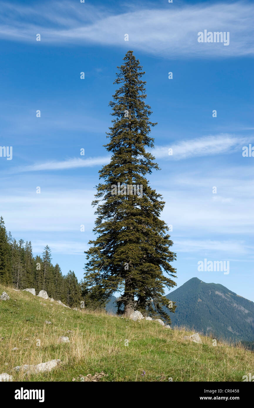 Abete (Picea abies), solitario free-standing vecchio, grande e alto di statura tree, Soin-Alm pascolo alpino e Mt. Grosser Traithen in Foto Stock