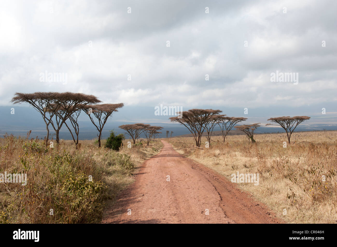 Via nel cratere, prati e pascoli secchi PPS, Umbrella Thorn acacia (acacia tortilis), savana, Ngorongoro Conservation Area Foto Stock