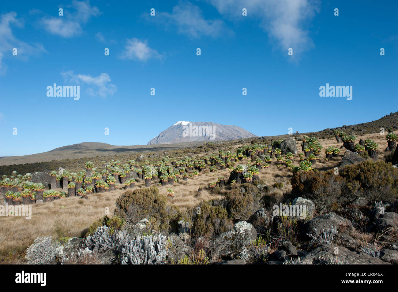 Kibo Peak, vulcano estinto, Foresta Gigante di Groundsel (Dendrosenecio Kilimanjari), il Parco Nazionale del Kilimanjaro, alla Marangu Route Foto Stock