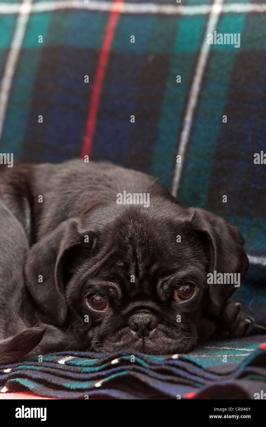 Black pug cucciolo sonnecchia su una coperta Foto Stock