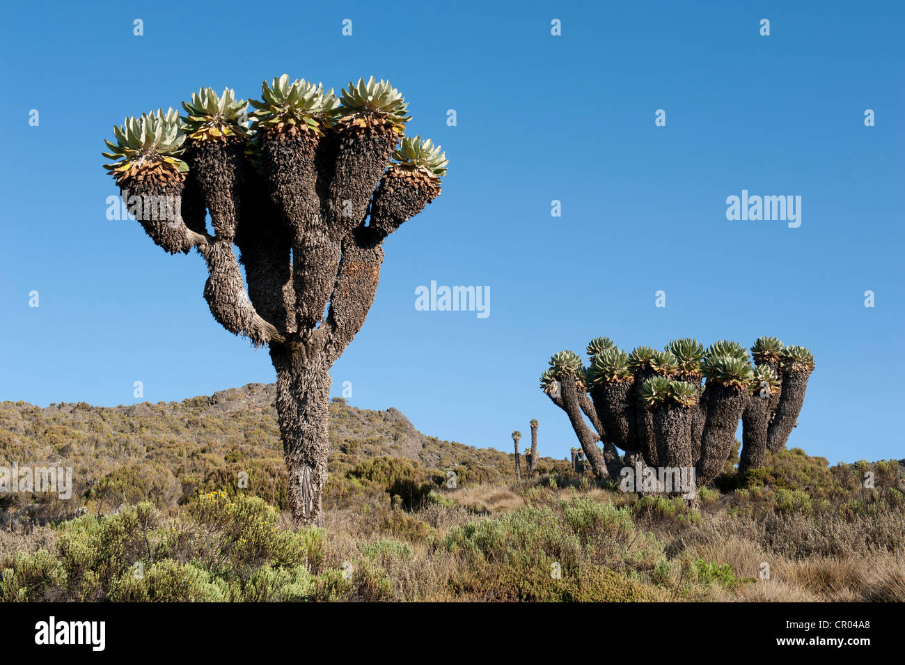 Groundsel gigante (Dendrosenecio kilimanjari), vicino alla Horombo capanne, alla Marangu Route, Mt. Kilimanjaro, Tanzania Africa orientale Foto Stock