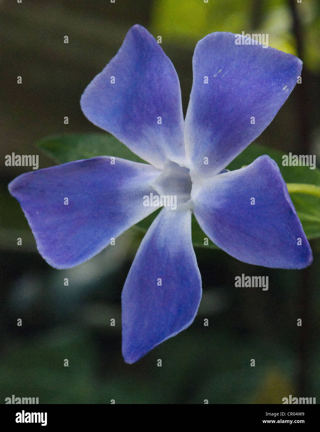 Blu pervinca fiore Foto Stock