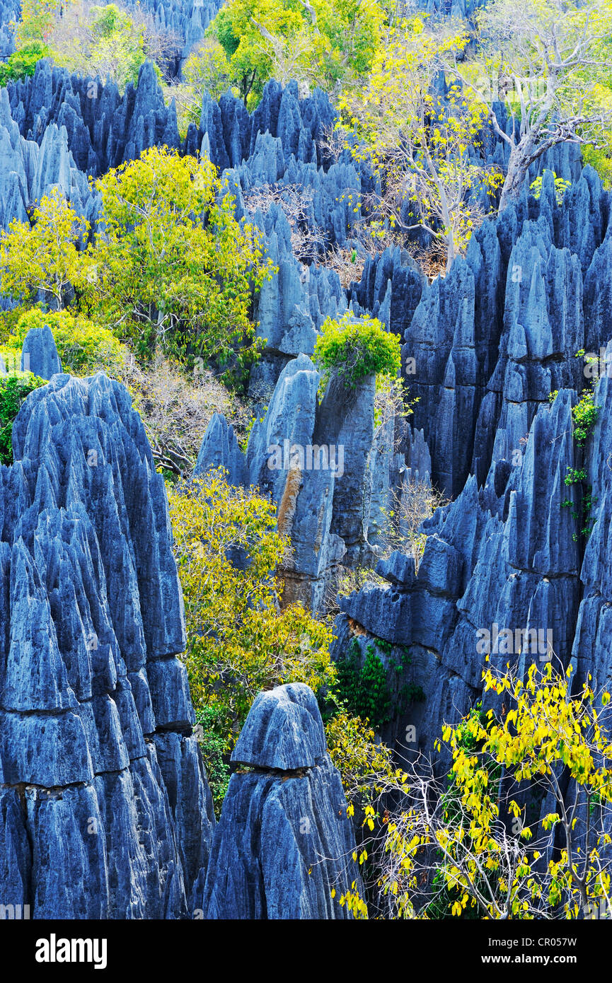 Grande Tsingy, Sito Patrimonio Mondiale dell'UNESCO, paesaggio carsico con impressionante formazioni calcaree, il Parco Nazionale Tsingy de Bemaraha Foto Stock