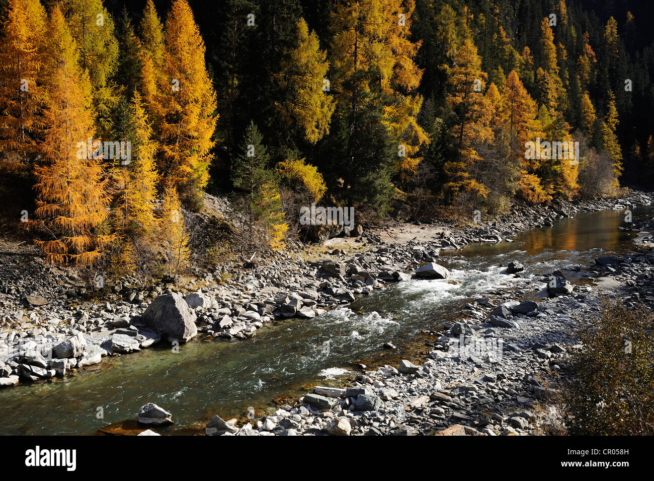 Autunno-colorata foresta di larici a fianco del fiume Inn nel Parco Nazionale Svizzero Zernez, Engadina, Grigioni, Svizzera, Europa Foto Stock