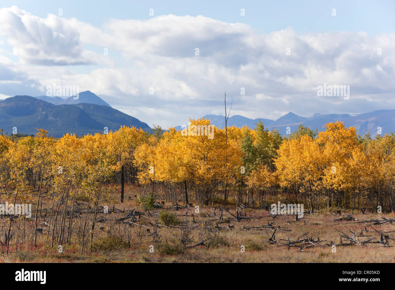 Indiano estate, autunno, lungo Alaska Highway, aspen le foglie in autunno colori, montagne, Kusawa Ridge dietro, intervalli di confine Foto Stock