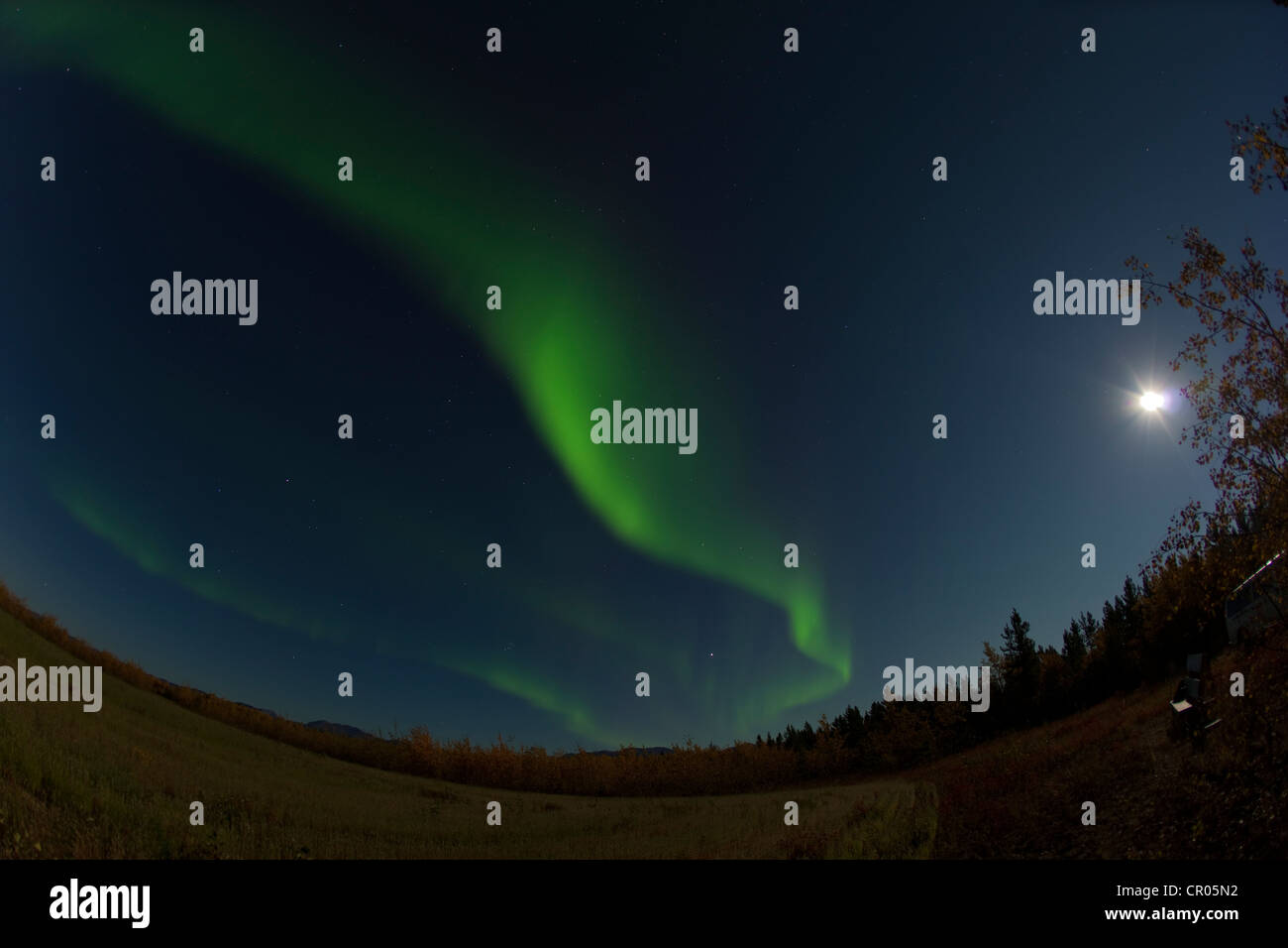 Moto vorticoso Northern Lights, Aurorae polare, Aurora Boreale, verde e luna piena, vicino a Whitehorse, Yukon Territory, Canada Foto Stock