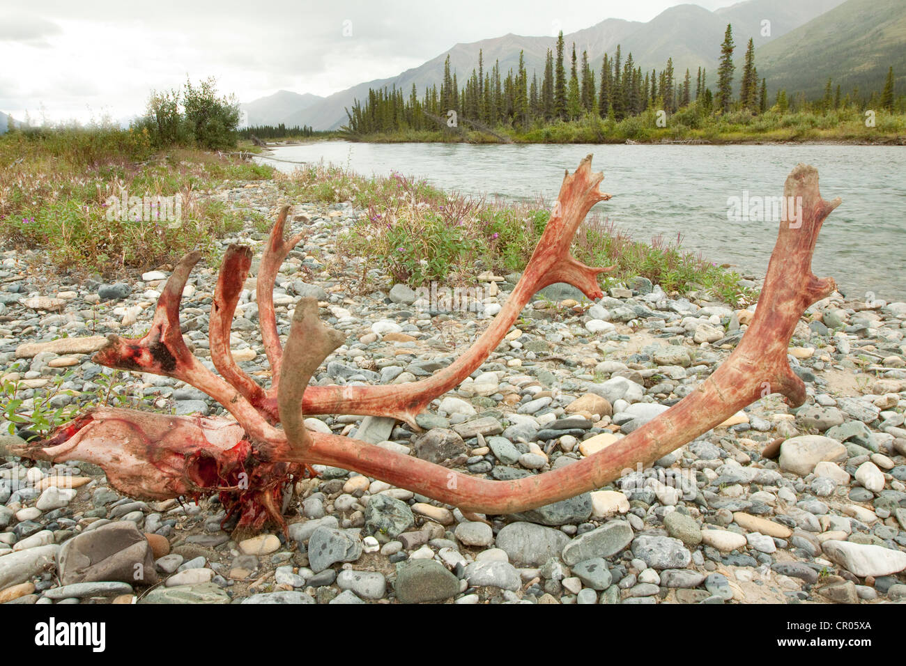 Sito Kill, sanguinosa scull e corna di un maschio, bull caribou, renne (Rangifer tarandus), ucciso e mangiato dai lupi Foto Stock