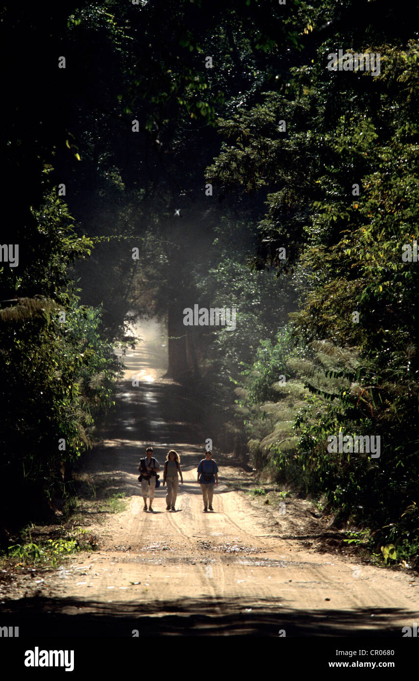 Cambogia, trekking nella giungla di Phnom Kulen Foto Stock