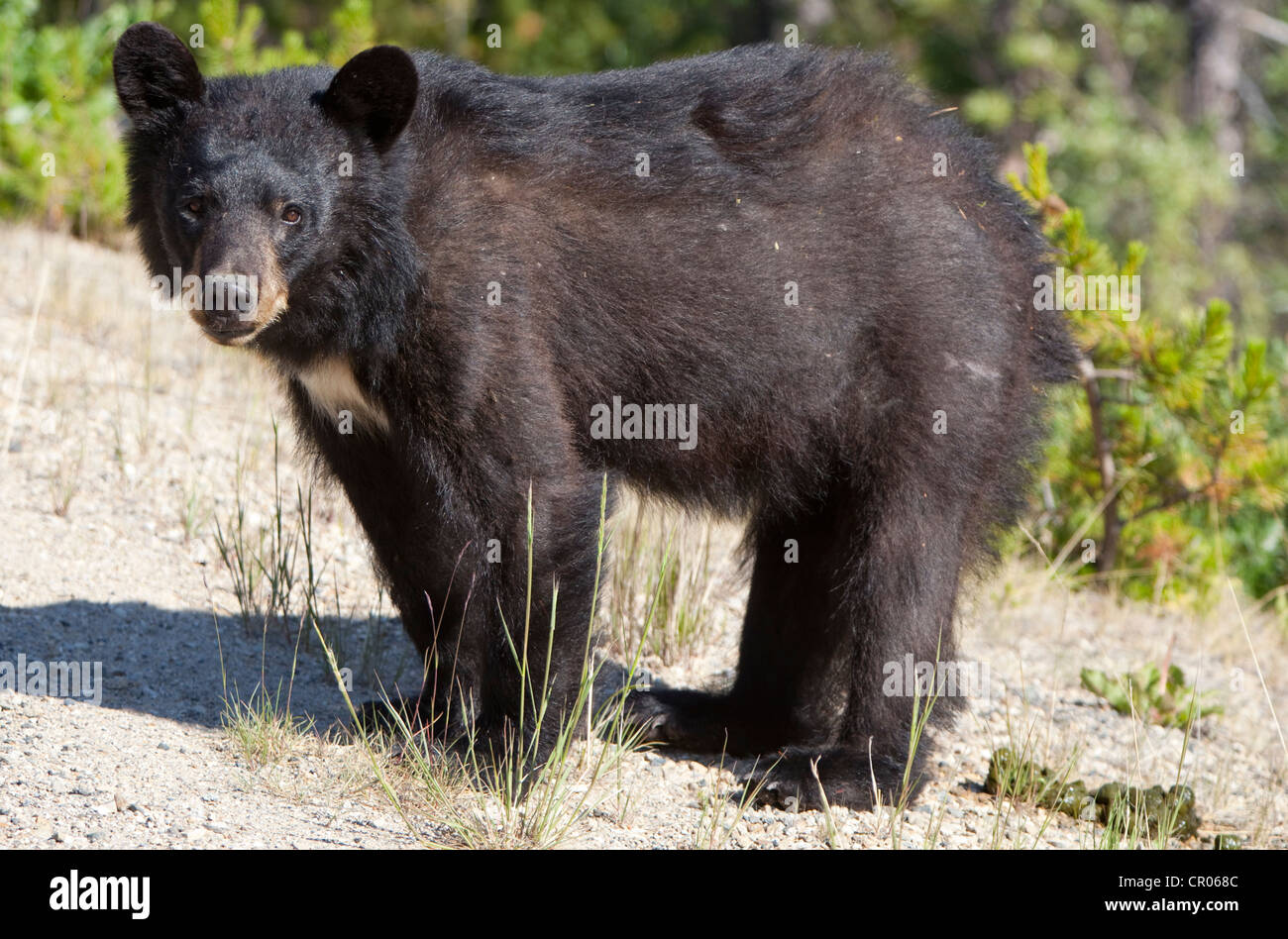 Black Bear (Ursus americanus), giovane, cub con scat freschi, Yukon Territory, Canada Foto Stock