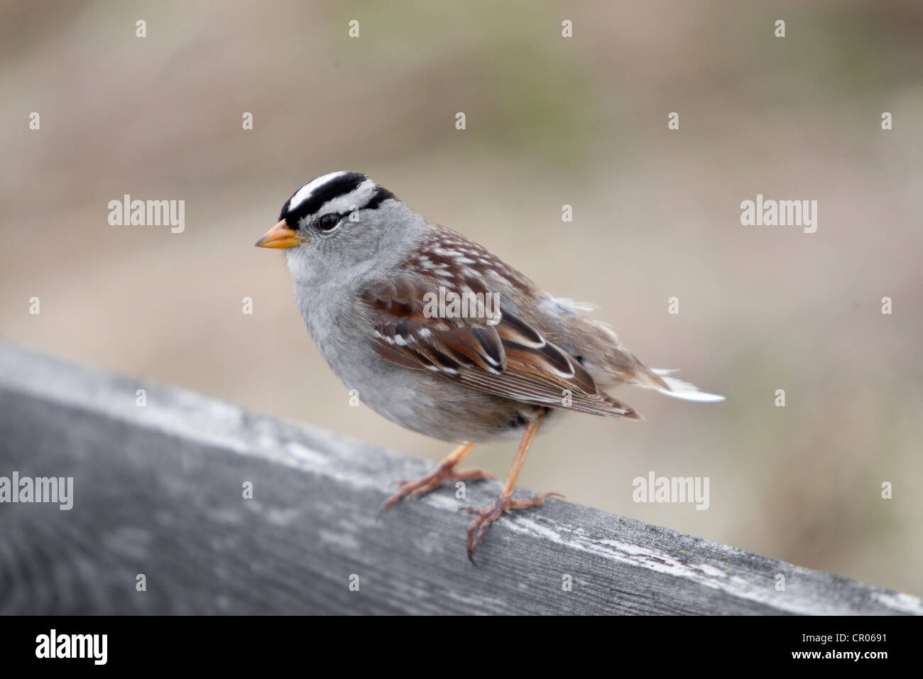 Bianco-incoronato Sparrow (Zonotrichia leucophrys), Yukon Territory, Canada Foto Stock